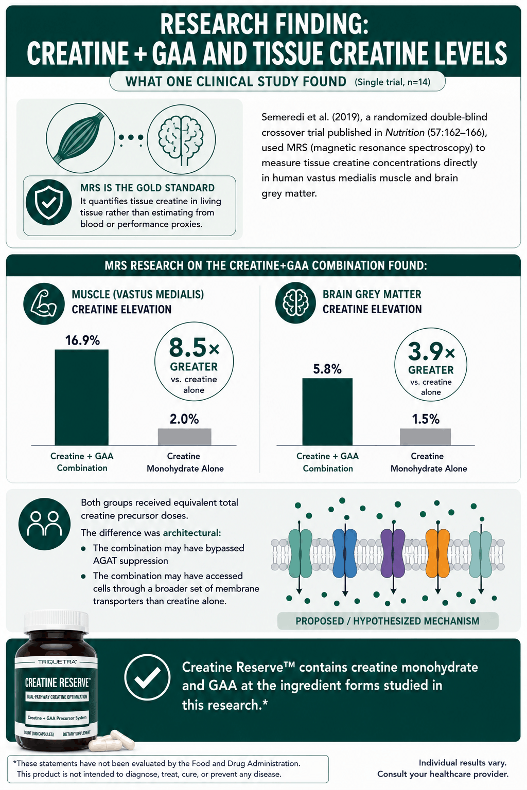 Infographic summarizing a 2019 Nutrition journal clinical trial comparing tissue creatine increases in muscle and brain grey matter with creatine plus GAA versus creatine alone